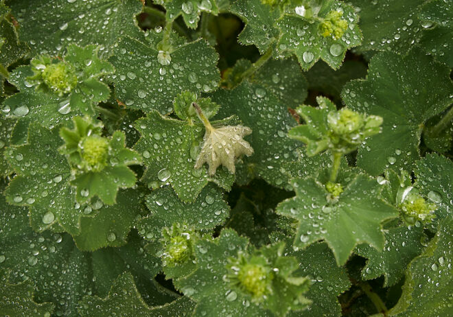 Nach dem Regen