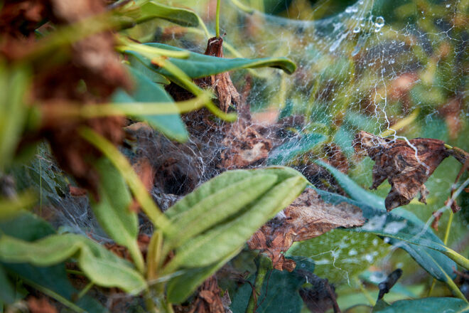 Wo sich die Spinne versteckt