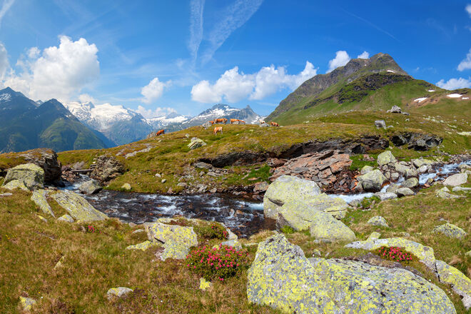 Traumhaftes Almparadies