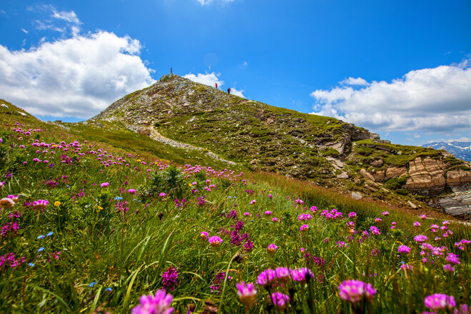 Kugelblumen am Speiereck