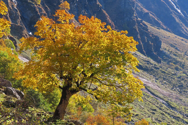 Bergahorn im Habachtal