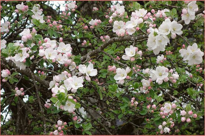 Der alte Apfelbaum verströmt seine Blühfreude -
