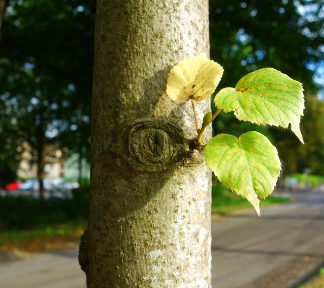 . . . ein Lindenstamm . . .