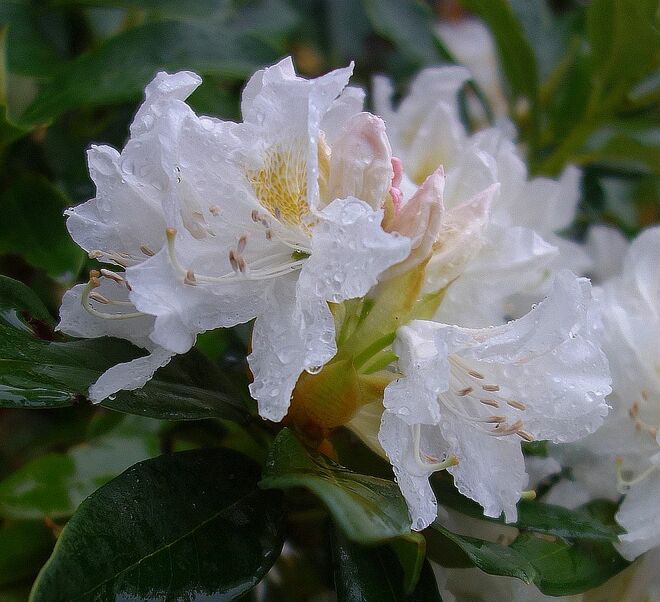 Am Zaun im Regen