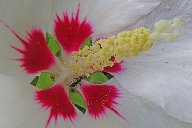 Ameise im Inneren einer Hibiscusblüte