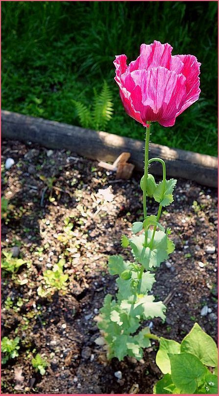 Ein anderes Rot