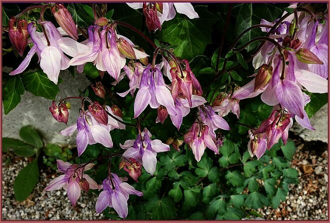 Farbvariation der Gartenakeleien
