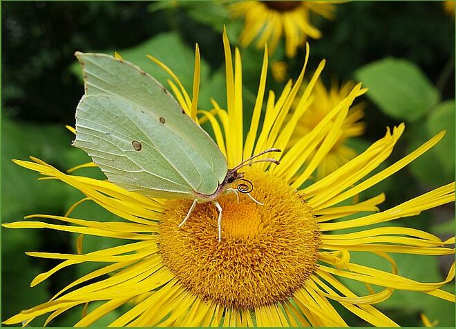 . . . hatten nicht Platz auf einer Blüte