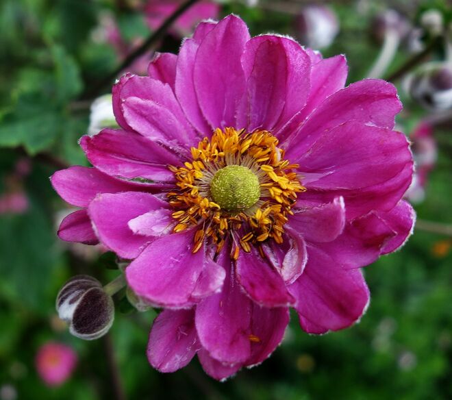 . . . auch eine Herbstanemone . . .