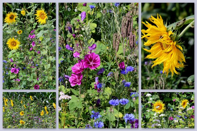 Blüten am Feldrand