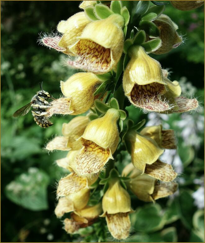 ... bärtige Blüten ....
