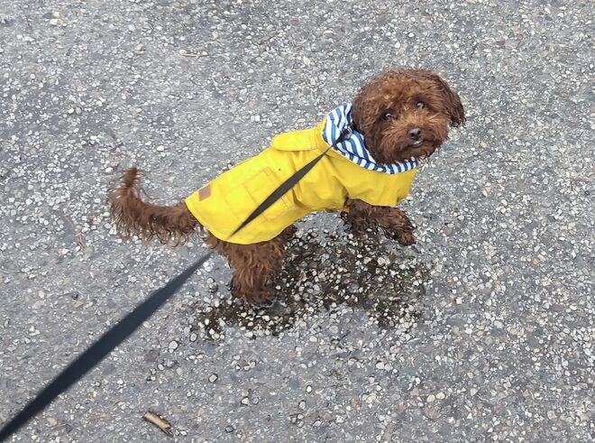 Hundewetter