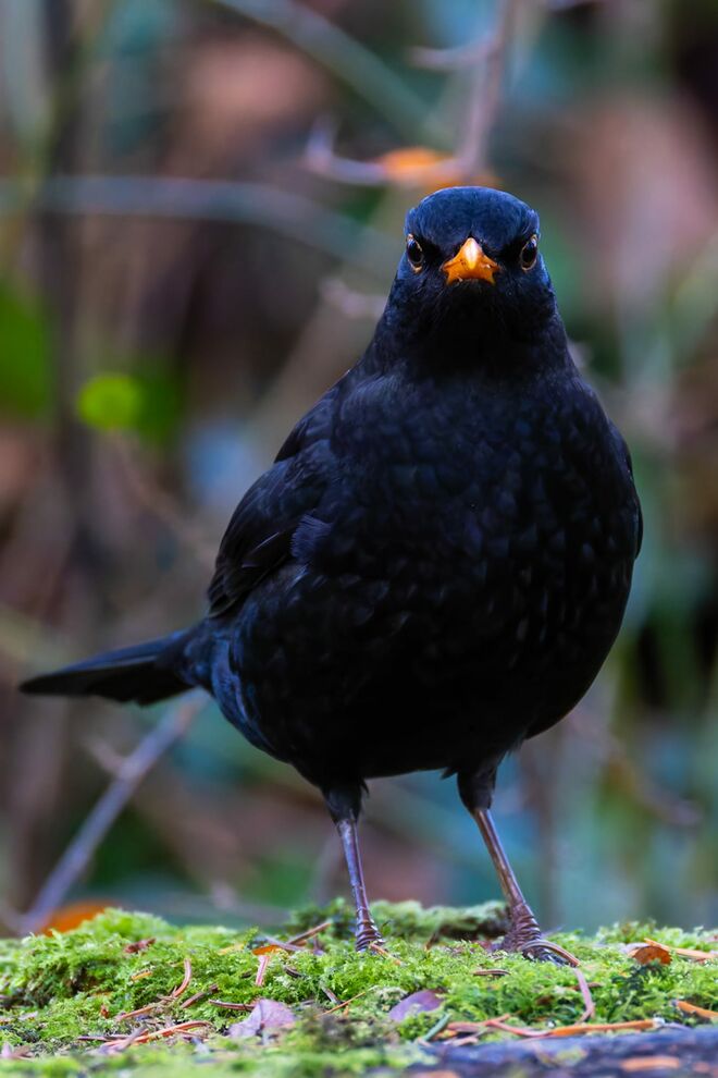 Amsel
