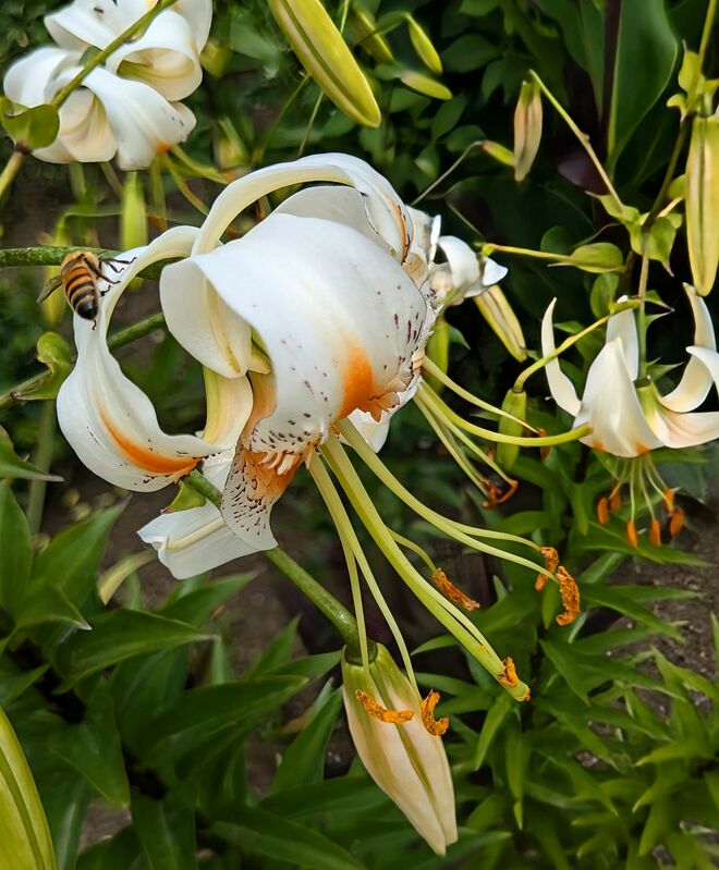 . . . bei den Lilien . . .