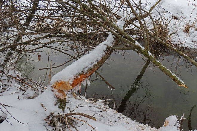 "Biber-Winterarbeit"