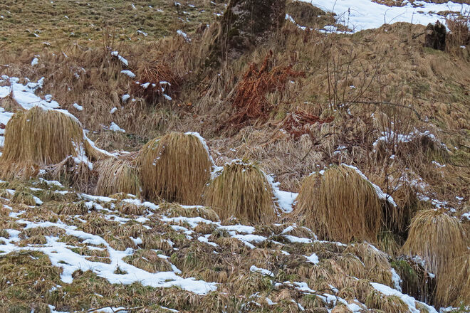 "Gras-Bubiköpfe"