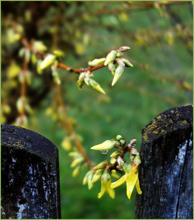 ... die erste offene Blüte am Zaun ....