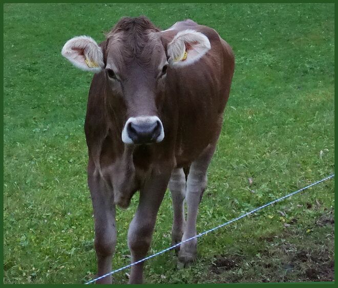 . . . Ende der Weidezeit . . . .