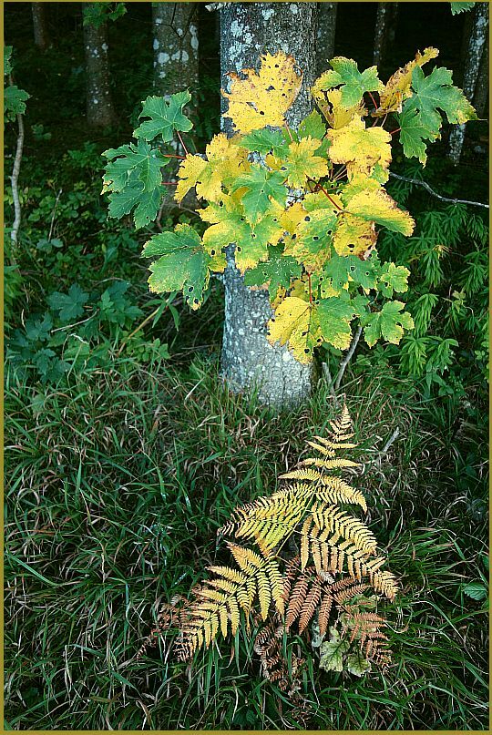 Wer bringt das edlere Herbstgold an den Waldrand . . .
