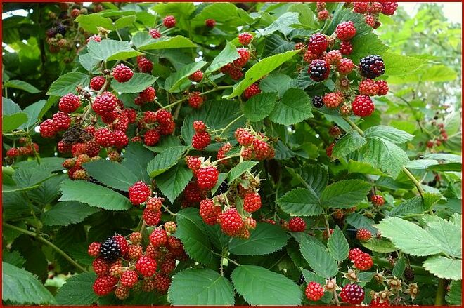 . . . einige sind schon weggepflückt . . .