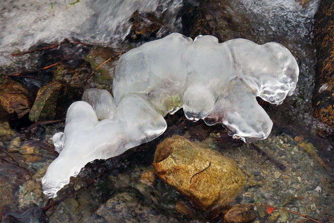 „Eisfrosch“ oder „Eiskröte“?
