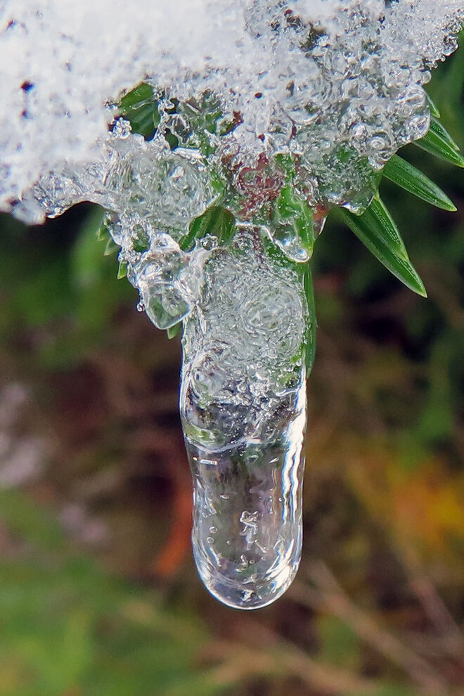Eistrtropfen an Fichtenzweig