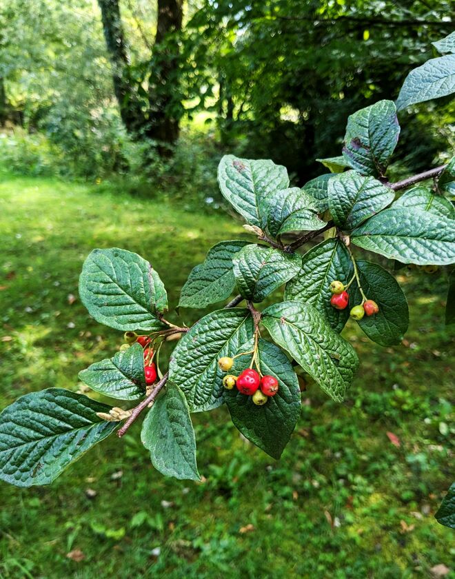 . . . Beeren am Zweig . . . .