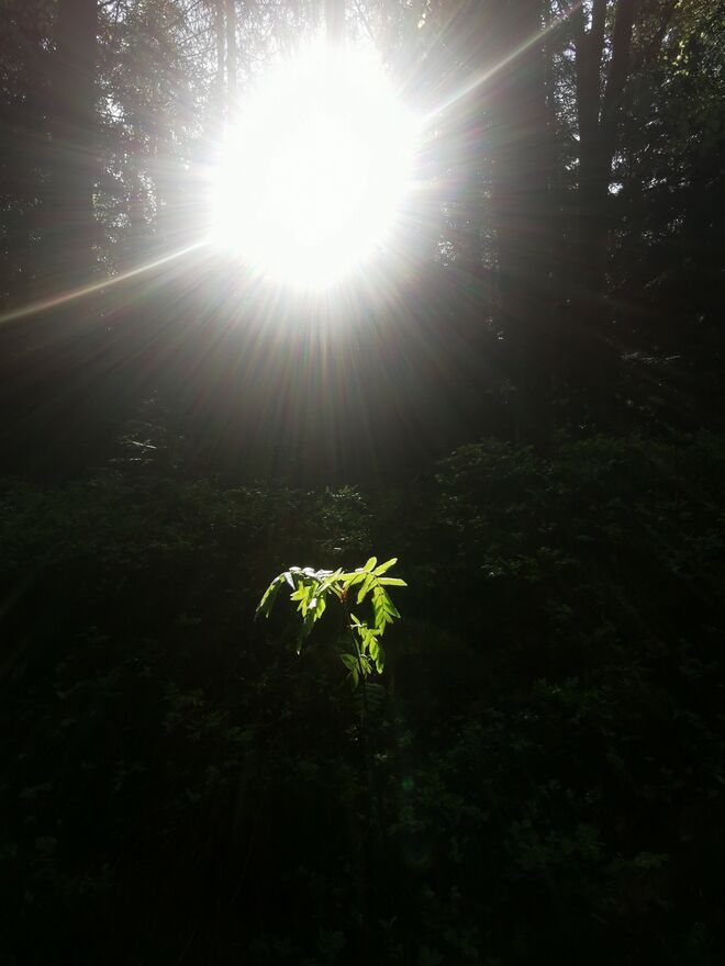 Es werde Licht