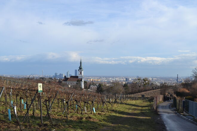 Grinzinger Weingarten in Winterruhe