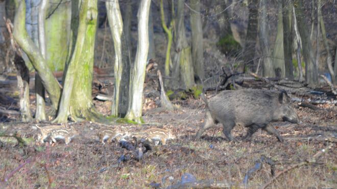 Schön der Reihe nach hinterher