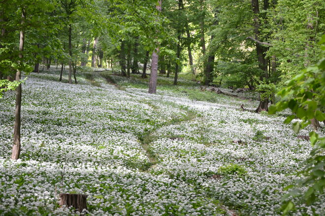 Waldlichtung