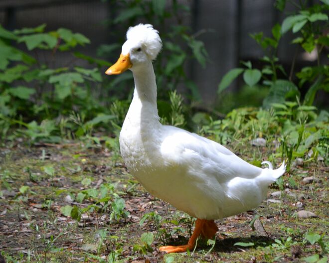 Ente mit Kopfschmuck