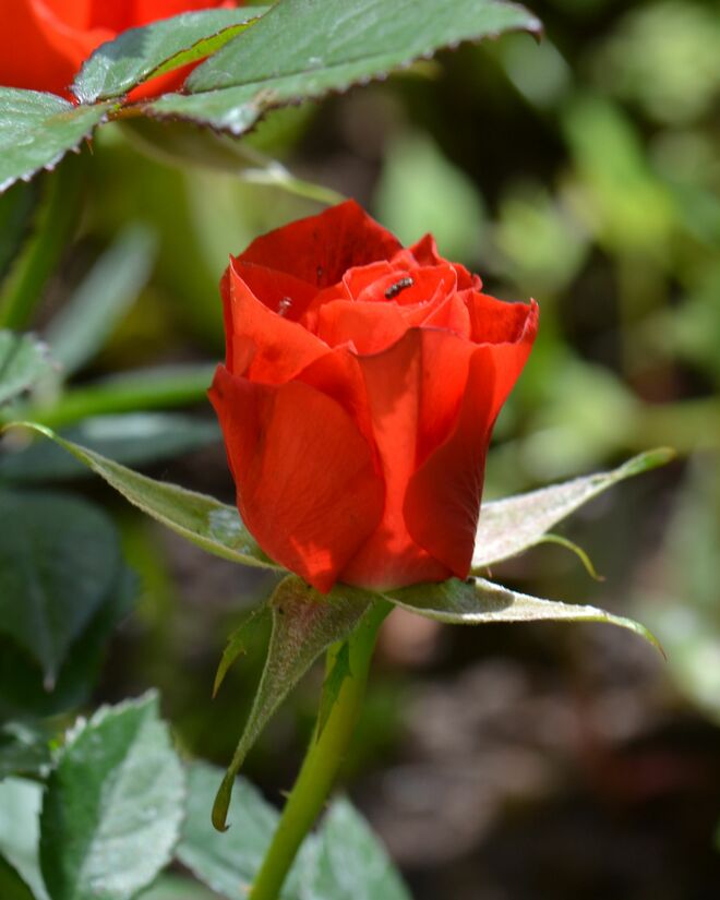 Leuchtend rot