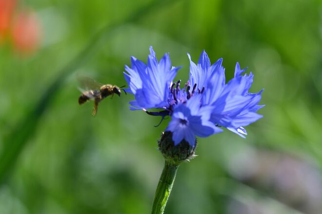 Kornblume für die Bienen
