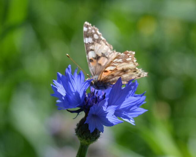 Falter auf Kornblume
