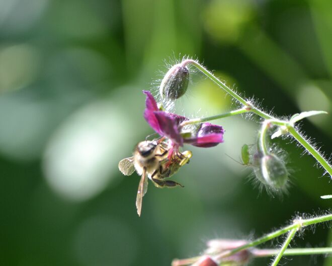 Fleißig schon am frühen Morgen