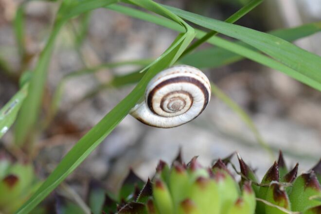 Hübsche Schnecke