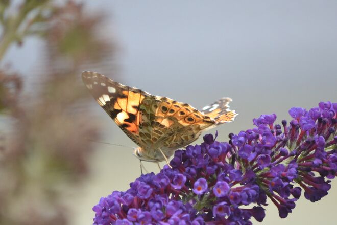 Noch ein Gast auf meinem Sommerflieder