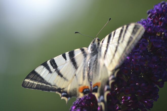 Ein Segelfalter in meinem Garten