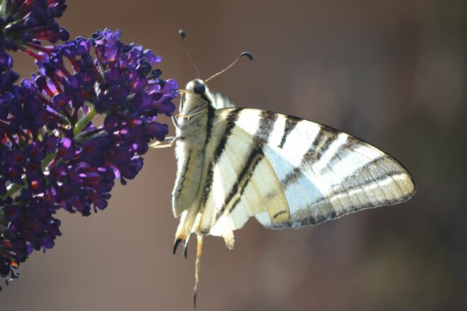 Nascht an meinem Sommerflieder