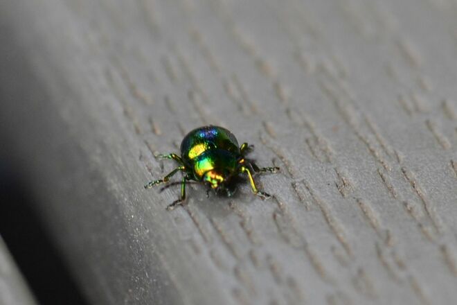 Schillert in allen Farben