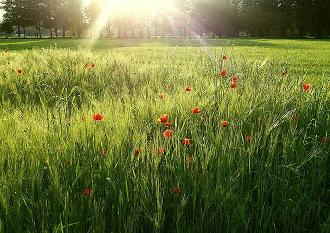 Gegen die Abendsonne geblinzelt . . .