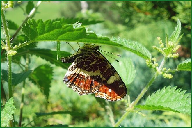 Welcher Schmetterling fand hier sein Regendach ?