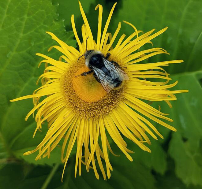 . . .  das ist ihre Blüte . . . .