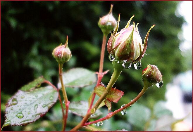 Regenknospen