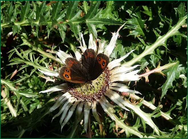 Großer Mohrenfalter auf einer Silberdistel