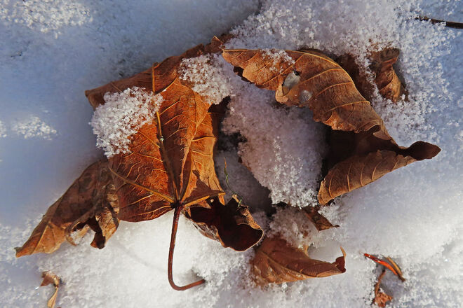 Verwelkte Blätter im Spätherbstschnee