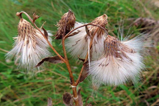"Herbstglocken"
