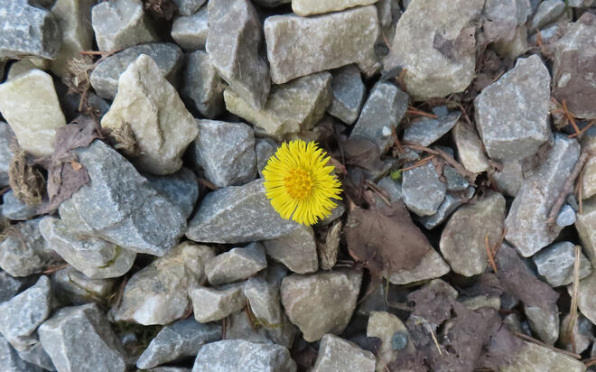 Huflattich (Tussilago farfara)