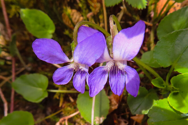 Hundsveilchen - viola canina
